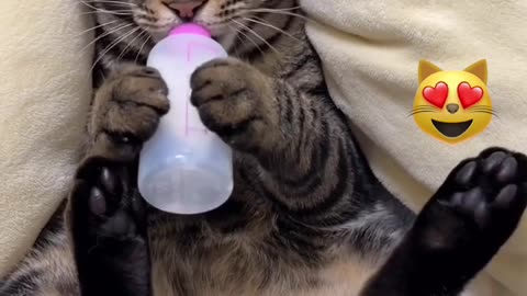 Whisker Whimsy: Funniest Cat Reactions & Mischievous Moments!