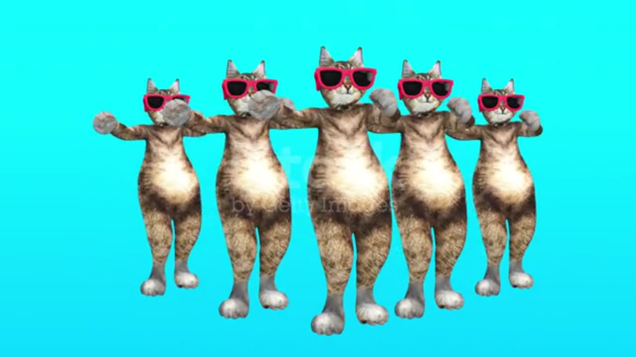 Cat Dance