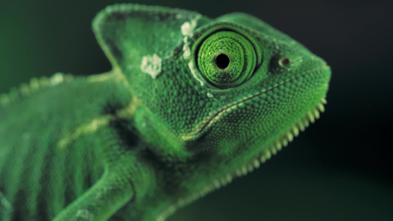 View of a green-veiled chameleon from the side