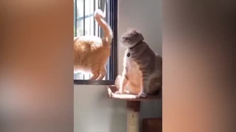 😂funny 😂cat video