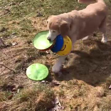 SKILLFULL DOG GATHERING HIS TOYS.mp4