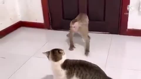 Funny Fight between Monkey and Cat