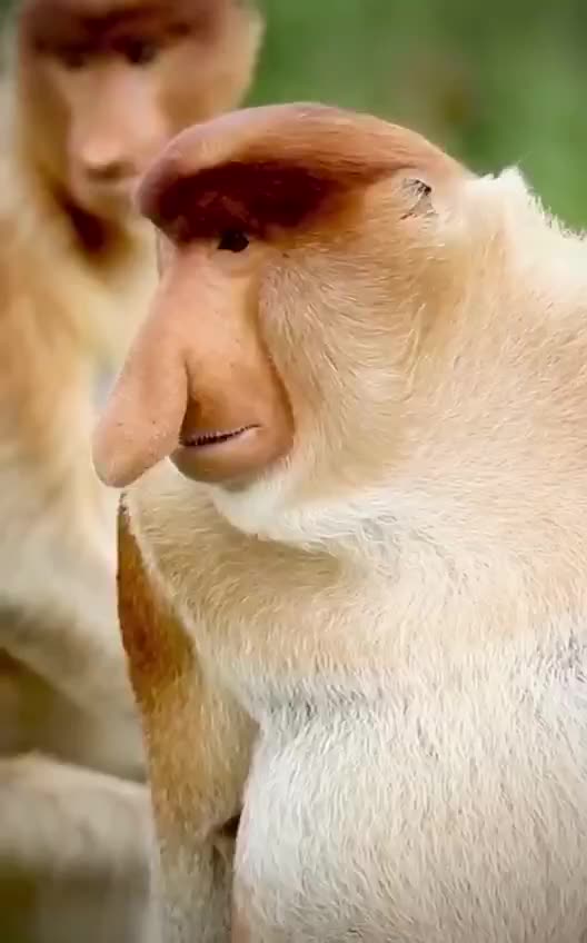 Nosers are considered very friendly animals.