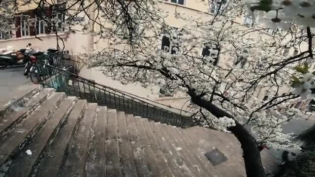 Driving a bicycle on the streets of Paris