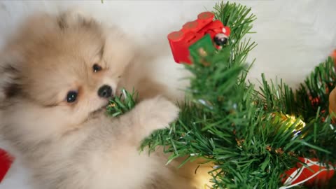 Pomeranian puppy biting a Christmas tree branch