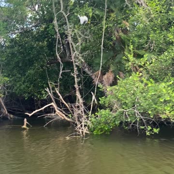 New River Lamanai tours