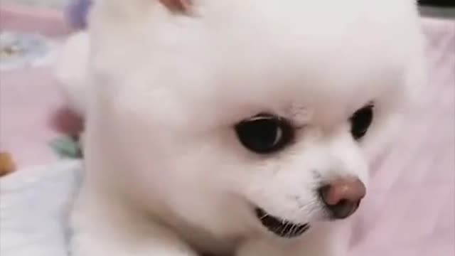 cute and cute dog