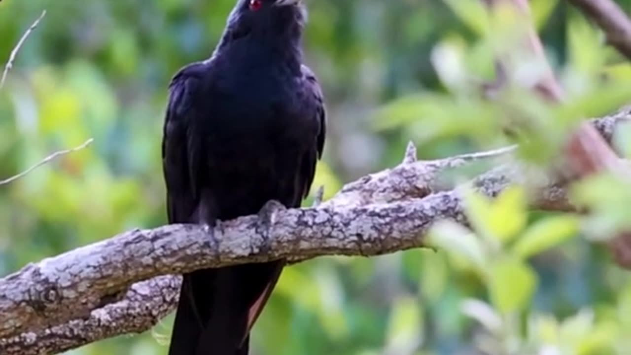 Beautifull bird sound.. Amazing bird