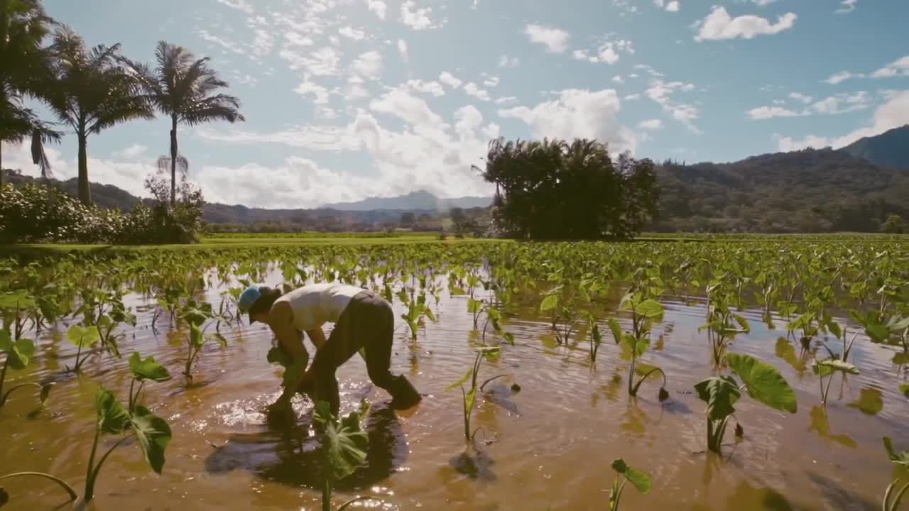 Meet Lyndsey 5th-Generation Taro Farmer + Duluth Trading Wayforger™