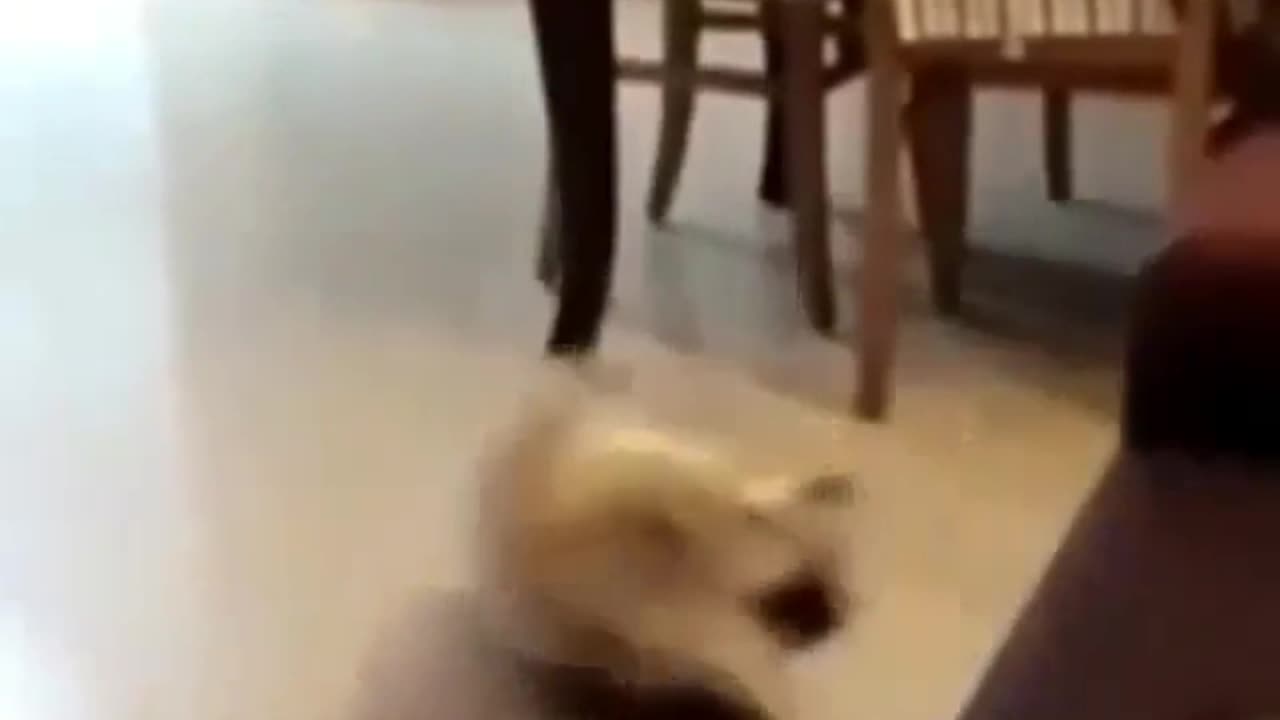 Laugh Out Loud: A Hilarious Compilation of Funny Videos from Canada and Beyond