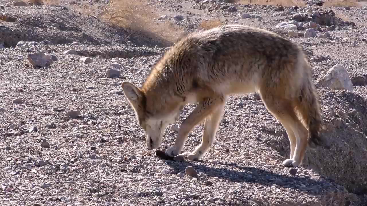 "Wild Wonders: A Glimpse into the Animal Kingdom