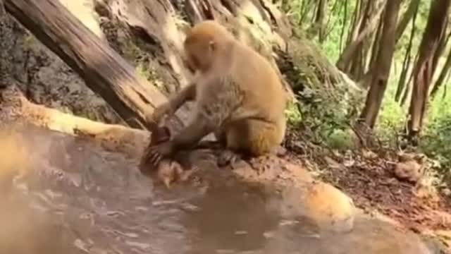 Monkey mother bathing her child