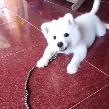 Cute doge funny video