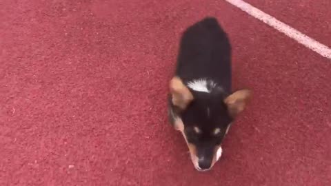 Baby Corgi Races Owner In The 100m Dash