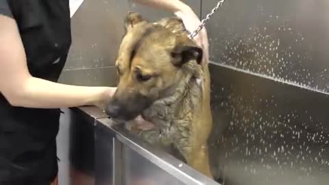 Shepherd has an emotional support Pomeranian