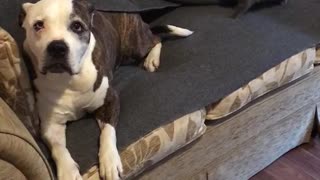 Kitten trying to play with rescue dogs tail