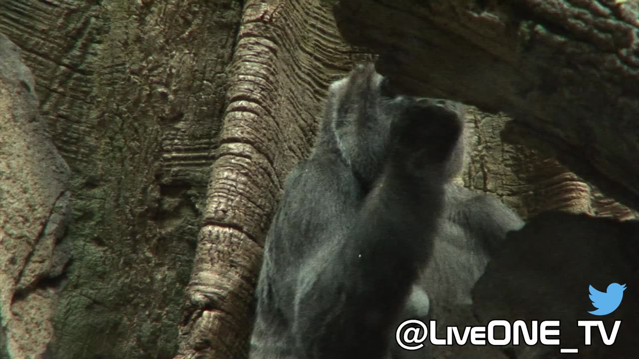 Gorilla applies facial moisturizer