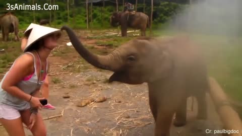 Funny ANIMALS video (11)