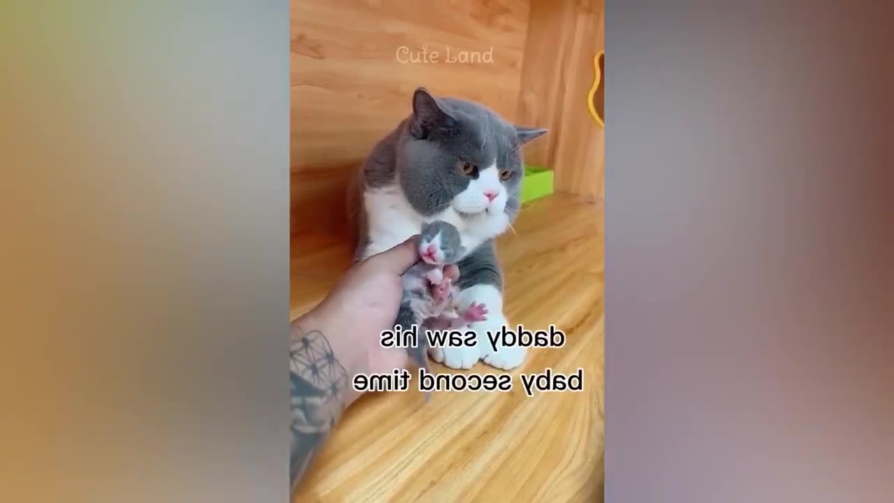 Funniest Animals 2023 π Best Funny Cats and Dogs πΊπΆ Part 26 Cute Land 1