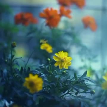 "Flower Symphony: A Garden in Bloom with Cold Breeze and Light Music