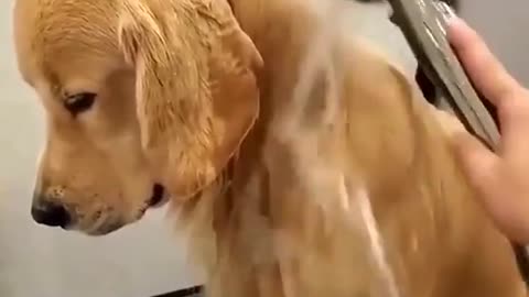 Shower on the dog