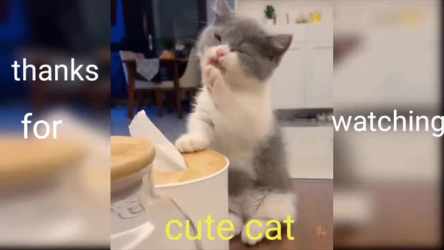 Cute cat