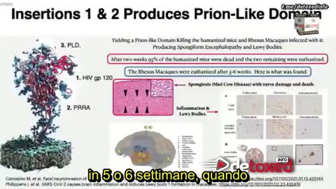 LA PROTEINA SPIKE CONTENUTA NEI SIERI SPERIMENTALI TRASFORMA IL CERVELLO DEI VACCINATI.