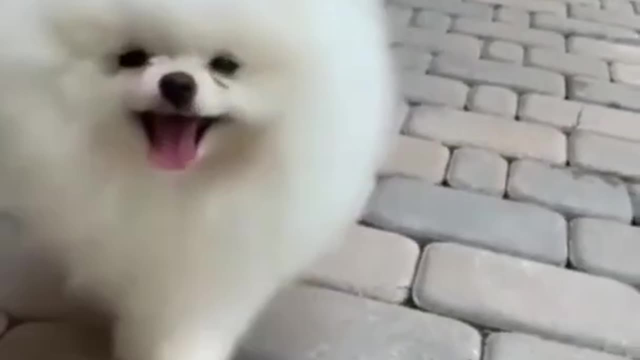 aww so cutest animal dog jarmani safari dog short