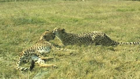 fastest animals in the world 🐆