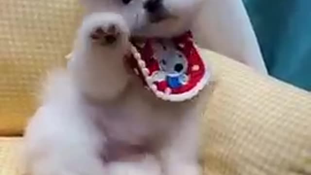 Funny dog