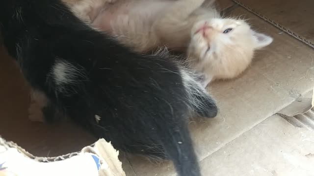 There is an evolution of my kittens playing, trying to bite in a cute way