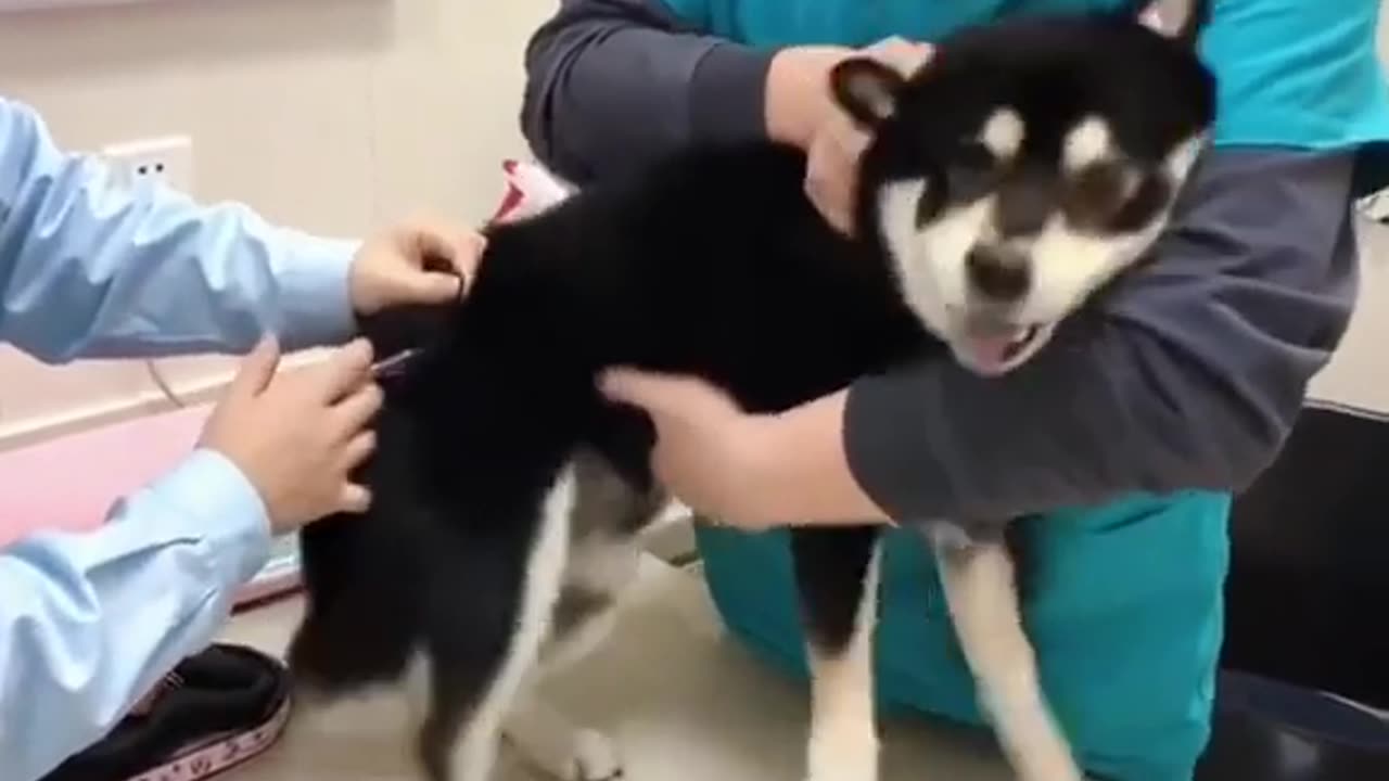 cast and dogs funny reaction to unjections