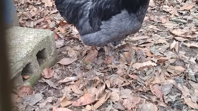 True Blue Ameraucana Rooster