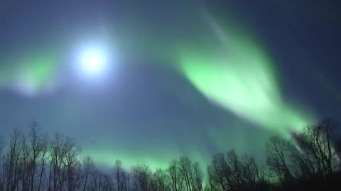 Reindeer under the northern lights.