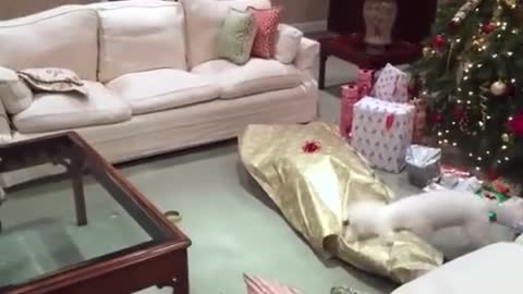 Dogs Unwrap Presents