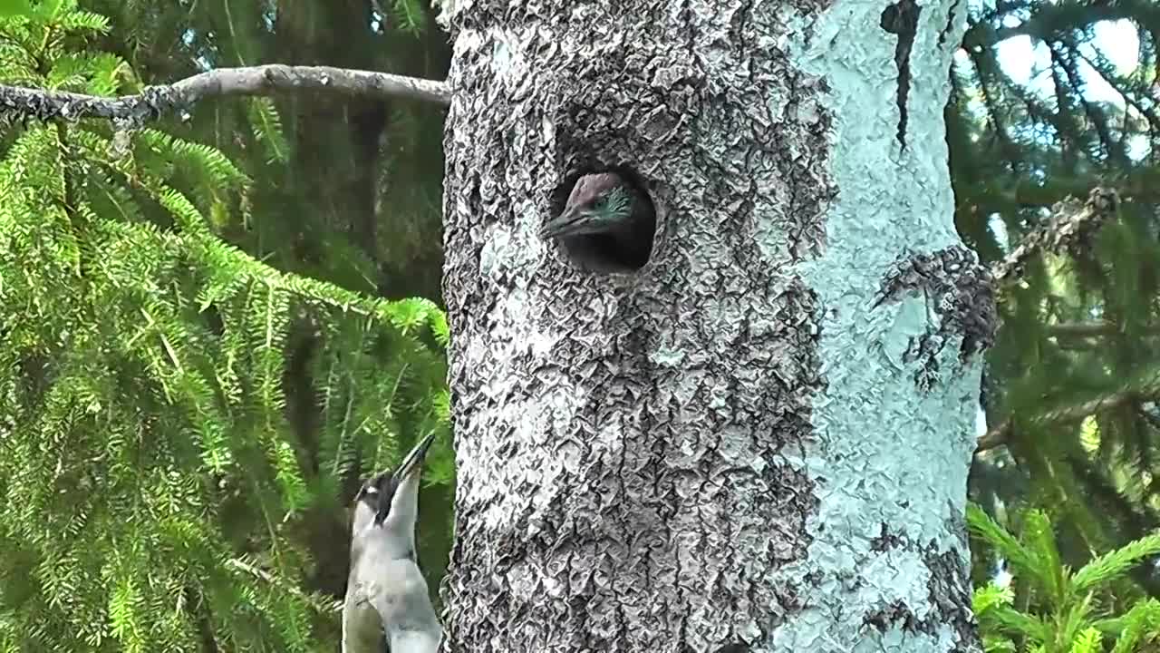 Early Sunday morning, this adult woodpecker decided to hunt for breakfast.