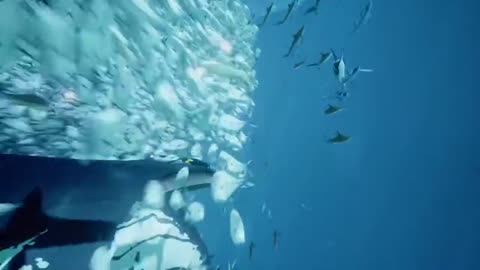 ABZU Humpback Riding