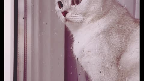 Cat funny video 😻