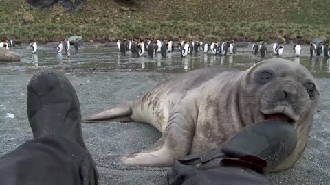 Curious Baby Seal Approaches Cameraman
