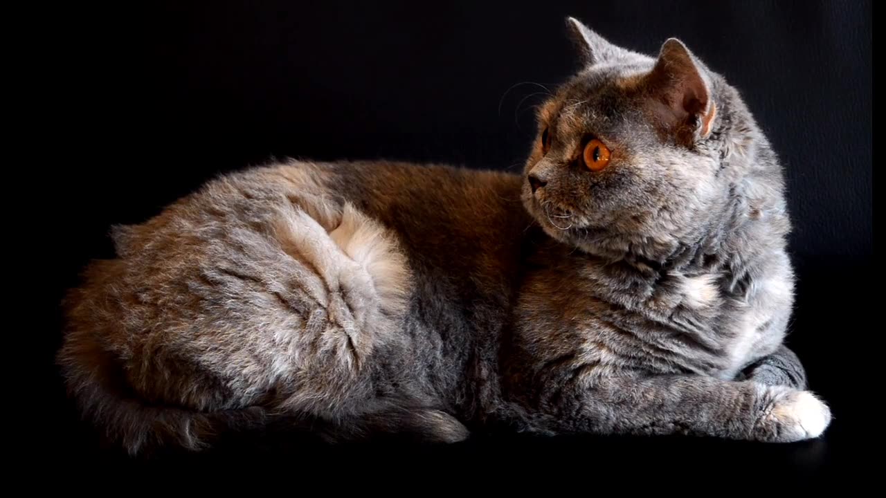 The Unique Personalities of Different Cat Breeds