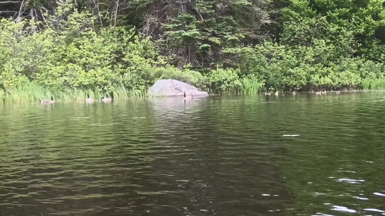 Canada Geese Family