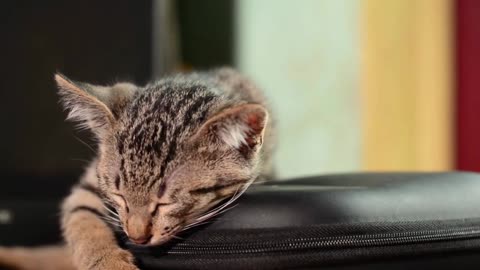 Cute Cat Sleep On The Table