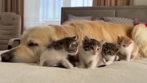 Tiny Kittens Love a Golden Retriever like their Mom