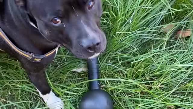 Dog Tries Walking Away with 10 Kilogram Weight