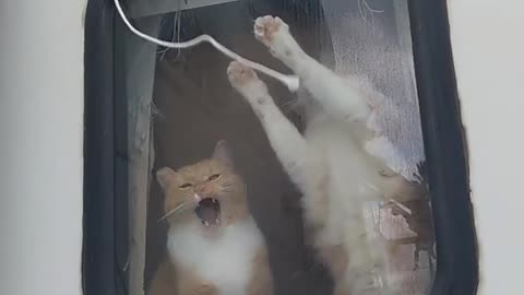 Cute Kitties Play Through Window
