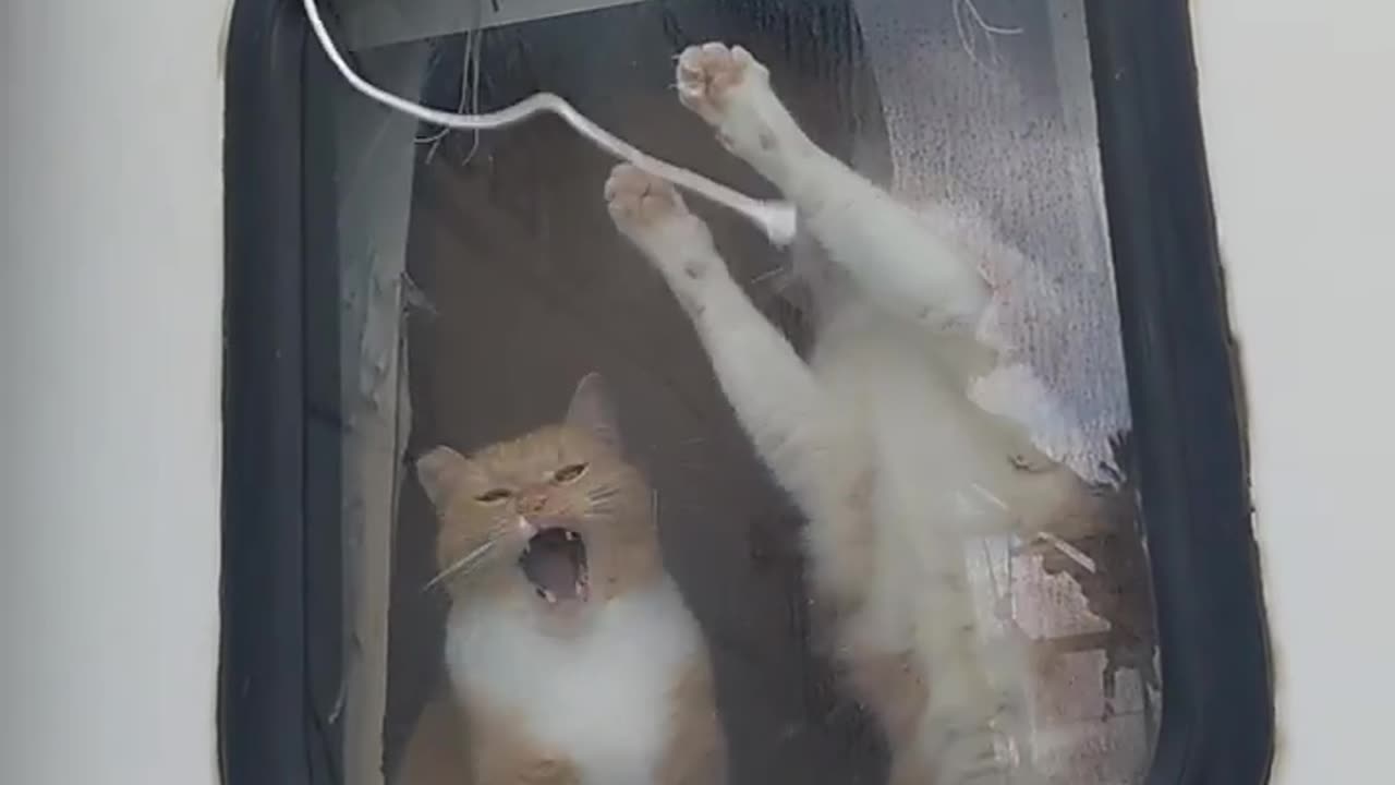 Cute Kitties Play Through Window