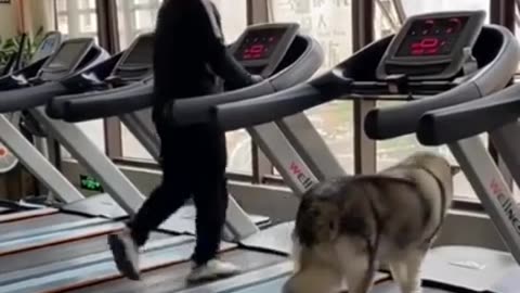 a history of aggression can be rehabilitated and become safe, well-behaved companions.