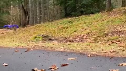 Funny animals 100% laugh