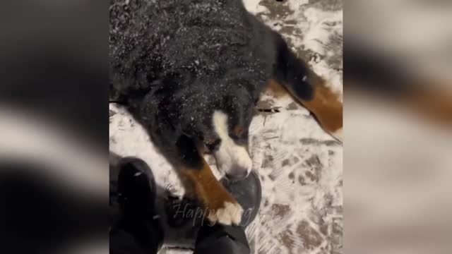 Funny animals - Funny cats / dogs - Funny animal videos 256