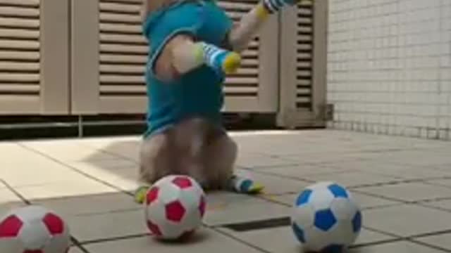 Best_short_funny_dog_videos_2017_-_20(240p)